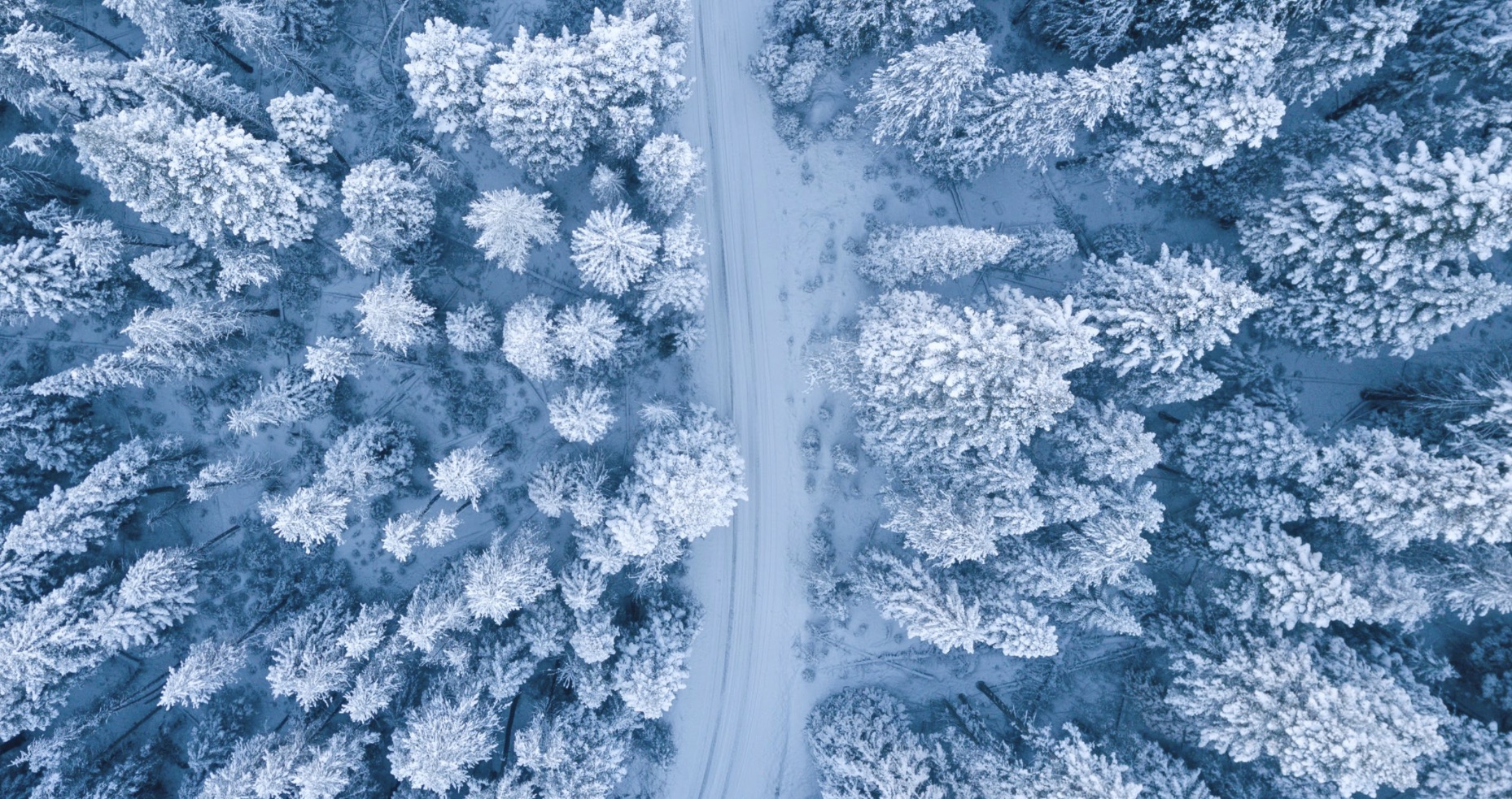 Trees and Roads Covered In Snow
